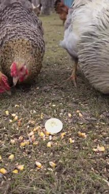 Tavuklar yerden mısırı gagalıyorlar ama sonbahar gününde bitcoin parlatıcısını görmezden geliyorlar.