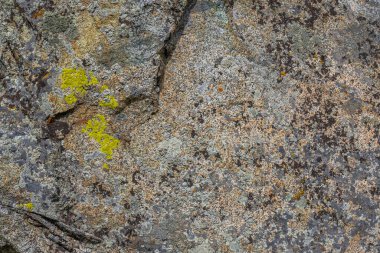 Sert desenli kaya, doğa ortamında canlı liken sergiler. Gündüz ışığı, kaya ve liken dokusunun doğal renklerini ve dokusunu artırır..