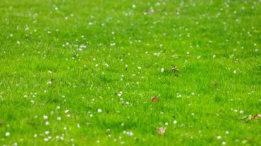 Yaz günü yeşil çimlere dolu yağıyor