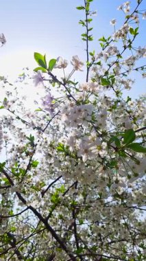 Mavi gökyüzü arka planında çiçek açan kiraz ağacı güneşli bahar gününde, düşük açılı yakın görüş