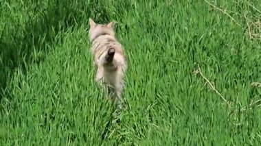 Beyaz evcil kedi, güneşli yaz gününde bahçedeki uzun yeşil çimlerde yürüyor.