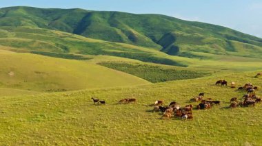 Kırgızistan 'da yeşil tepelerde huzur içinde otlayan koyun sürüsü. Kamyon sağ kamera hareketiyle İHA POV.