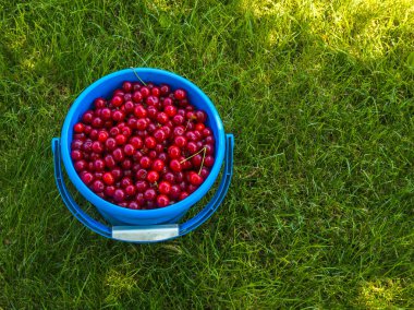 Canlı kirazlar yeşil çimlerin üzerinde duran mavi kovayı doldurur. Taze, doğal sahne, açık havada geçen yaz mevsiminin özünü yakalıyor, bolluk ve canlılık hissi uyandırıyor..