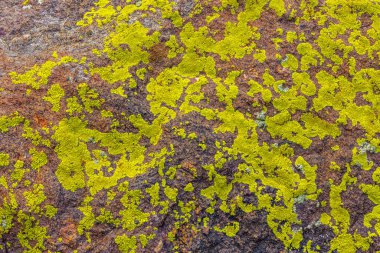 Açık havada engebeli kayalık bir yüzey üzerinde sayısız canlı lichens gelişir. Gündüz ışığı bu eşsiz ekosistemin doğal dokularını ve renklerini artırır.