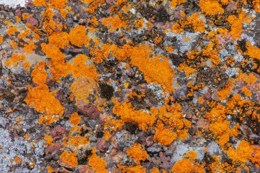 Parlak gün ışığında engebeli kayalarda sayısız liken gelişir. Dokuların bu canlı görüntüsü açık hava ortamındaki esnekliğin güzelliğini vurgular..