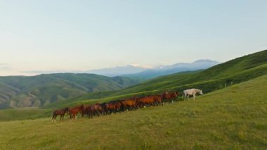 Yaz akşamları yeşil tepelerde otlayan at sürüsü Kırgızistan kırsalında, uzaktan kumandalı uzaktan kumandalı araçlar..