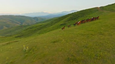 Kırgızistan 'da yaz akşamları dört nala giden vahşi at sürüsü, insansız hava aracı POV