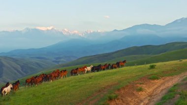 Çoklu atlar dörtnala koşar ve sakin dağlık Kırgızistan manzarasında otlak bir yamaçta yürür. Statik kamerayla dron görüntüsü.