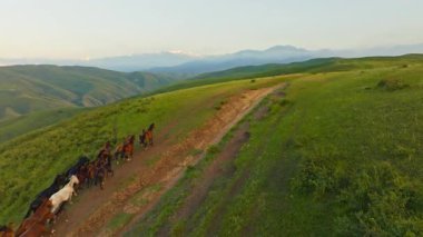 Yaz akşamları Kırgızistan 'daki dağlarda otlak tepelerde özgürce koşan at sürüleri. Drone görünümü.