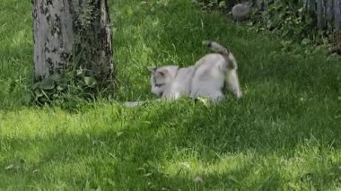Beyaz evcil kedi, ağacın yanında güneşli yaz gününde arka bahçede fare avlıyor.