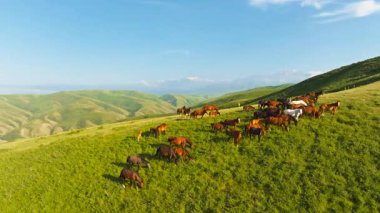 Kırgızistan 'da açık mavi gökyüzünün altında yuvarlanan yeşil tepelerde atlar otluyor. Yavaş çekimde İHA görünümü.