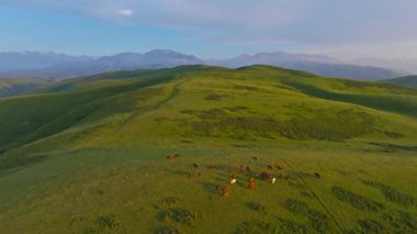 Kırgızistan 'da akşam vakti otlayan at sürüsü. Sol kamera hareketine yay.