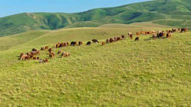 Sheep are grazing on grassy hills during daytime in Kyrgyzstan - drone POV with downward camera movement and parallax effect.