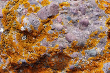 Vibrant orange lichen thrives on rough, rocky surface under bright daylight. Natural textures create a rustic atmosphere, showcasing the beauty of outdoor environments.