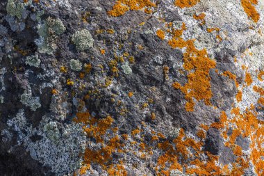 Çeşitli türde liken doğal gün ışığı altında kayalık bir yüzeyde gelişir. Topraksı tonlar ve dokular açık havada sert, organik bir atmosfer yaratıyor..