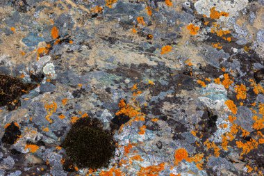 Sert kaya yüzeyinde doğal ortamlarda çeşitli renkli kertenkeleler sergilenir. Dokulu topraksallık, gündüz doğanın güzelliğini vurgular..