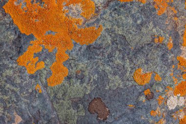 Canlı bir liken, açık havada kayalık bir yüzeyi kaplar. Kalıplı desenler ve renkler, doğanın güzelliğini gündüz vakti hiç insan olmadan gösteriyor..