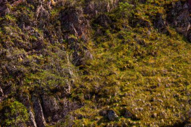Serene yamaçlarında kırgızistan 'da parlak gün ışığında yosun kaplı kayalar ve yemyeşil otlar bulunur. Doğal manzara sükuneti davet eder, doğanın güzelliğini ve büyümesini gösterir..
