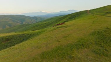 Kırgızistan 'da yaz akşamları çayırlarda koşan at sürüleri. Drone görünümü.