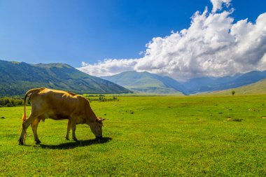 İnek, Kırgızistan 'da dağlarla ve ağaçlarla çevrili yemyeşil bir çayırda huzur içinde otlar. Mavi gökyüzü ve kabarık bulutlarla sakin bir atmosfer huzuru artırır.
