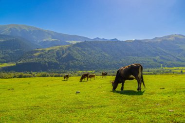 Kırgızistan dağlarıyla çevrili otlak bir alanda altı inek huzur içinde otluyor. Açık gökyüzü ve sakin atmosfer doğal bir pastoral manzara yaratır..