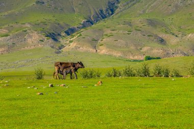 Yetişkin inek, Kırgızistan 'daki sakin çayırlarda sevgi dolu bir şekilde buzağıyı emziriyor. Yuvarlanan tepeler, gündüz vakti doğal kırsal güzellikleri somutlaştıran sakin bir zemin oluşturur..