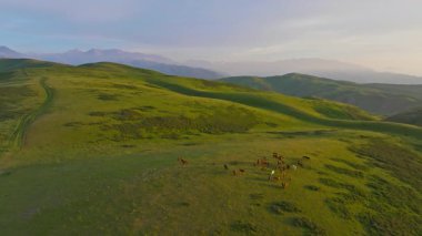 Kırgızistan 'da yaz günbatımında otlayan at sürüleri. Kamyon ile drone görüntüsü sağ kamera hareketi.