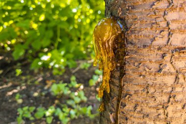 Kiraz ağacı gövdesinin yakın plan görüntüsü zengin dokular ve yapışkan özsuyu sergiliyor. Benekli güneş ışığı filtreleri yeşillikten geçerek organik büyüme ve doğal güzelliği vurguluyor..