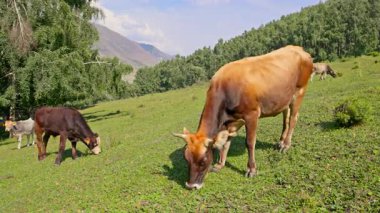 İnekler ve buzağılar ormanlarla ve dağlarla çevrili yemyeşil tepelerde huzur içinde otlarlar. Sakin açık hava sahnesi gün boyunca doğanın güzelliğini yakalar..