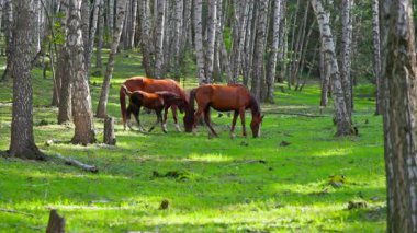 Üç yetişkin at ve bir tay, huş ağaçlarıyla çevrili otlak bir alanda huzur içinde otluyor. Doğal ışık, sakin gündüz sahnesini güçlendirir.