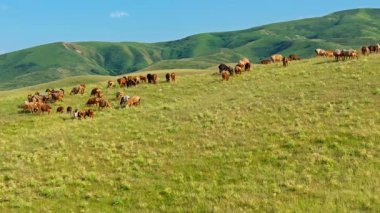 Kırgızistan 'da yaz günü, yemyeşil tepelerde huzur içinde otlayan koyun sürüsü. Drone görünümü.