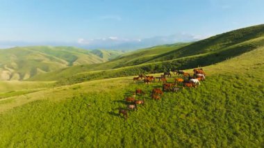 Sakin kırsal bir arazide atlar otluyor ve yemyeşil tepelerde yürüyor. İHA geniş açılı POV alçalıyor