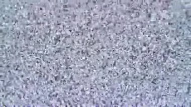 Klasik televizyon paraziti: noktalı gri ölçekli rastgele desen ve tipik CRT kar etkisi.