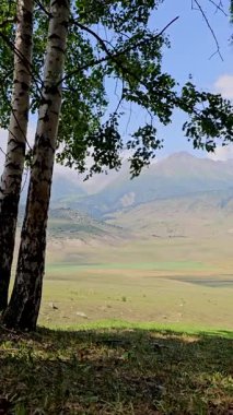 Tranquil mountains and rolling hills in Kyrgyzstan. Two bitch trees are swaying in the wind.