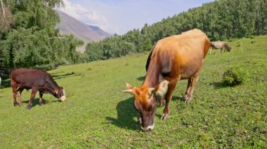 Üç inek yemyeşil bir yamaçta huzur içinde otluyor. Sakin gündüz manzarası dağları ve berrak mavi gökyüzünü gösteriyor, doğal sükuneti çağrıştırıyor..