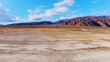 Kırgızistan 'ın kurak, kayalık manzarasında tek başına duran ağaç. Arka planda parlak mavi gökyüzünün altında kar parçalarıyla pürüzlü dağlar.