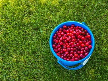 Canlı kirazlar, güneşli bir bahçedeki yemyeşil çimlerin üzerinde duran mavi bir kovayı doldurur. Sahne, açık hava ortamları için mükemmel bir yaz havası yakalar..