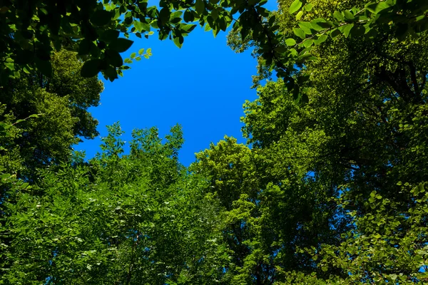 Löv runt blå himmel — Stockfoto