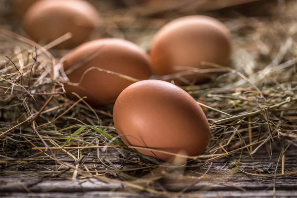 Свежие яйца в сене — стоковое фото