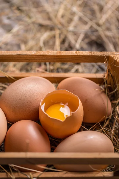 Primo piano delle uova marroni — Foto Stock