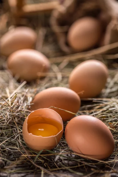 Färska ägg från lantbruk — Stockfoto