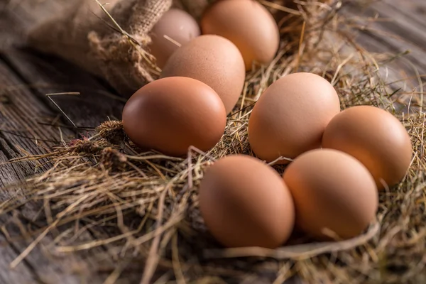 Uova marroni in un nido — Foto Stock