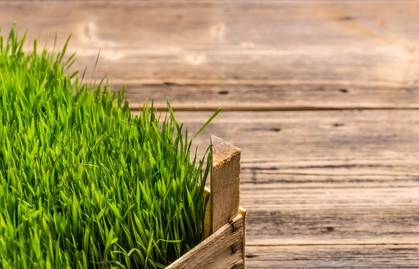 Green wheat grass — Stok fotoğraf