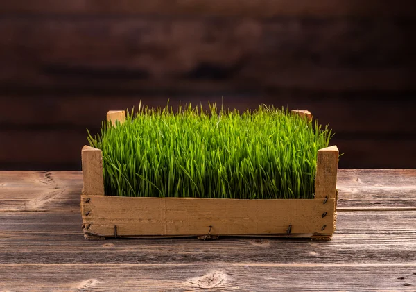 Frische grüne Sprossen — Stockfoto