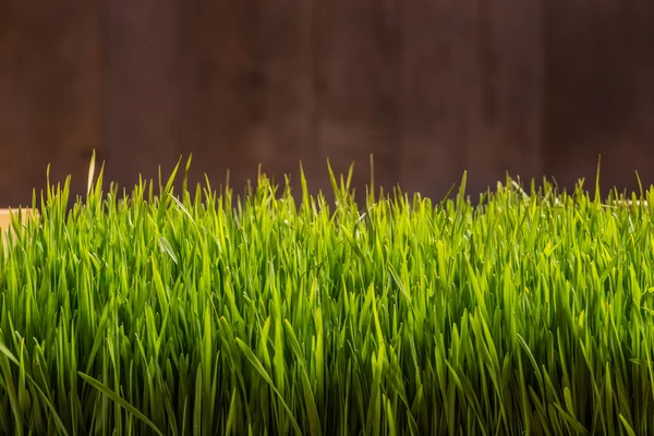 Hierba de trigo verde — Foto de Stock