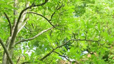  olgunlaşmamış elma ile elma ağacı 