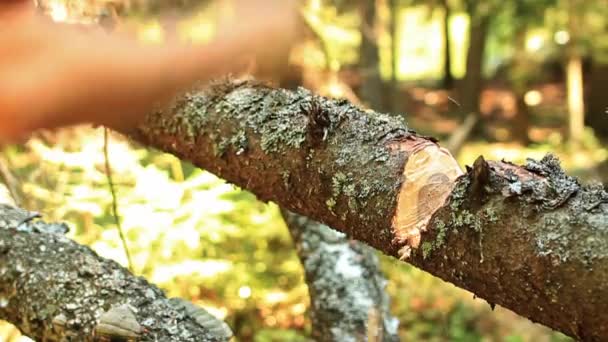 森の中で働いている木こり — ストック動画