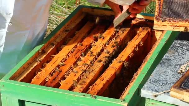 Apiculteur travaillant dans une saison printanière — Video