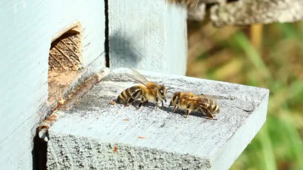 Honey bees flying — Stock Video