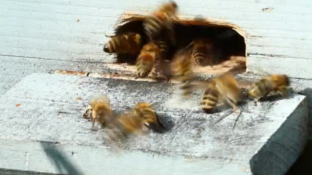 Grupo de abelhas — Vídeo de Stock